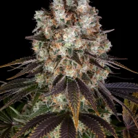 Bruce Banner